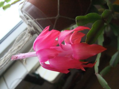 DSCF5237.JPG