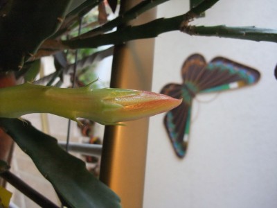 DSCF5208.JPG