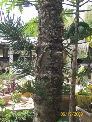 Araucaria columnaris vielleicht, 6.jpg