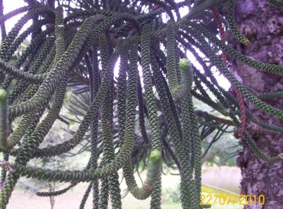 Araucaria columnaris vielleicht, 5.jpg