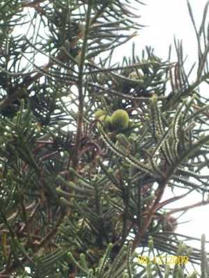 Araucaria columnaris vielleicht, 4.jpg