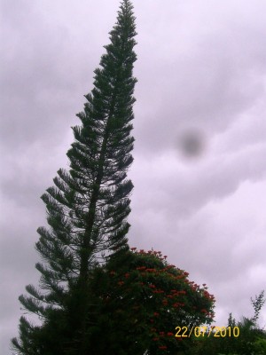 Araucaria columnaris vielleicht, 3.jpg