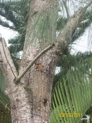 Baum mit Zapfen, 1.JPG