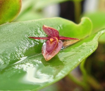 Pleurothallis erythrium (2).jpg