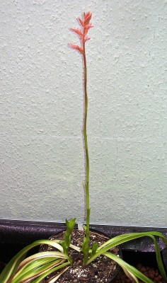 Sacoila lanceolata (7).jpg