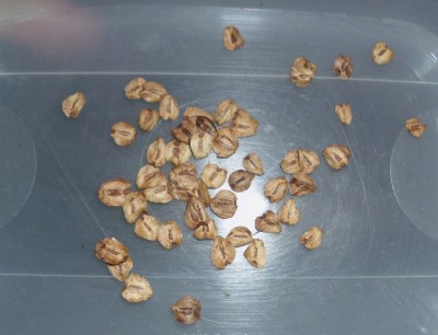 DSCI0048.JPG