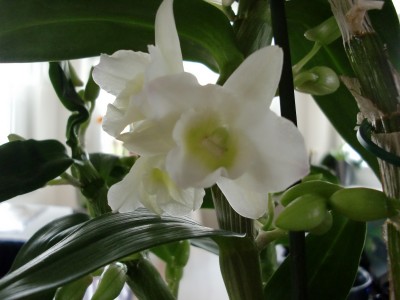 Star Class Blüten 2.jpg