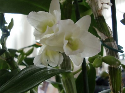 Star Class Blüten 1.jpg