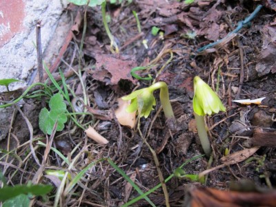 gelber Winterling.JPG