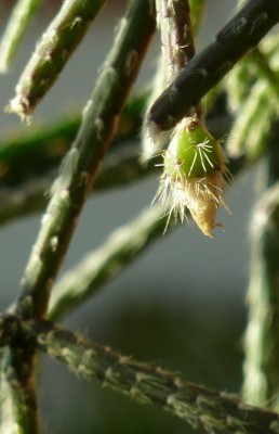Fruchtansätze.jpg