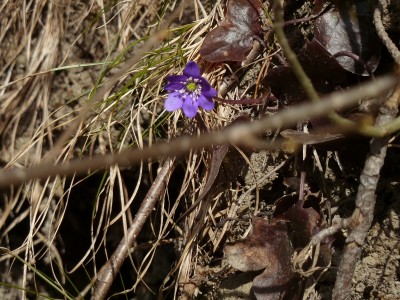Hepatica nobilis.jpg