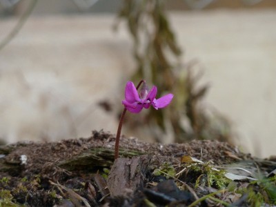 Cyclamen coum halb offen.jpg