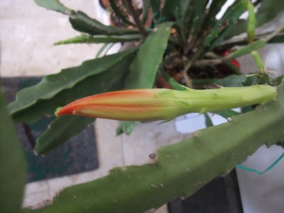 DSCF5362.JPG