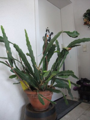 DSCF5365.JPG