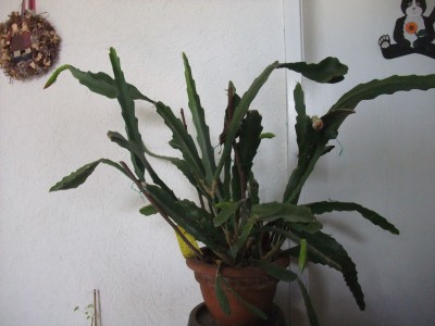 DSCF5361.JPG