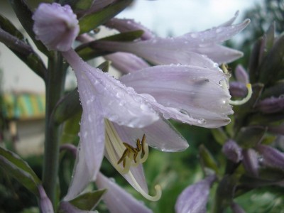 HOSTA.JPG