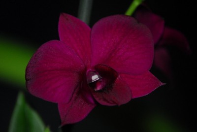 dendrobs 006yy.jpg