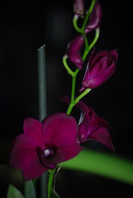 dendrobs 007yy.jpg