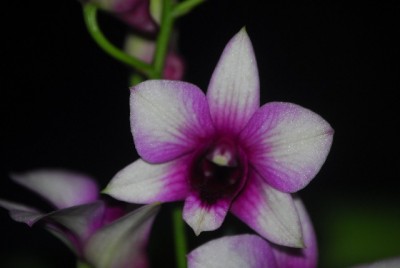 dendrobs 003yy.jpg