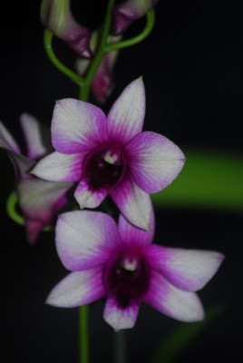 dendrobs 001yy.jpg