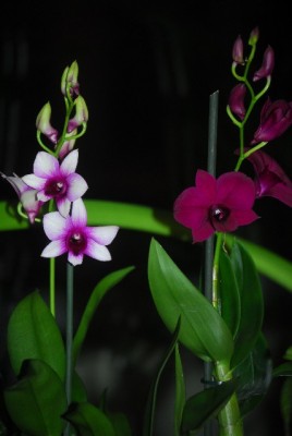 dendrobs 012yy.jpg