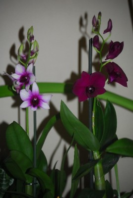 dendrobs 009yy.jpg