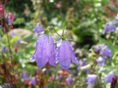 campanula.JPG