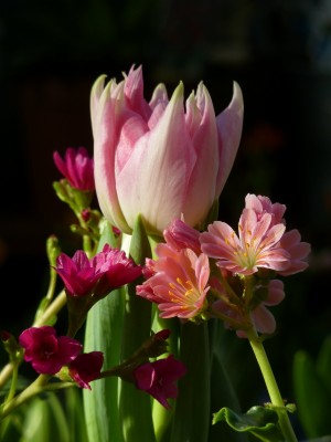 Lewisia und Tulipa Angelique.jpg