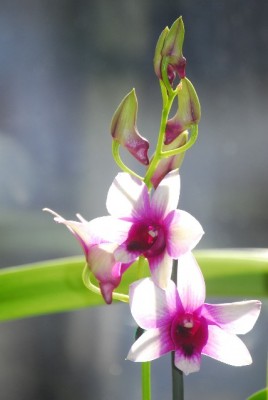 dendrobs 018yy.jpg