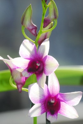 dendrobs 016yy.jpg