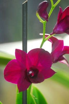 dendrobs 015yy.jpg