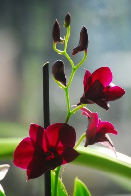 dendrobs 014yy.jpg