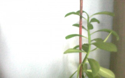 IMG0006.jpg