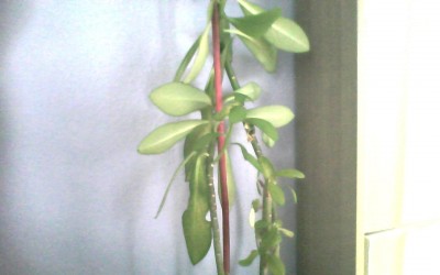IMG0005.jpg