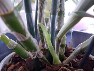 Star Class Neutrieb.jpg