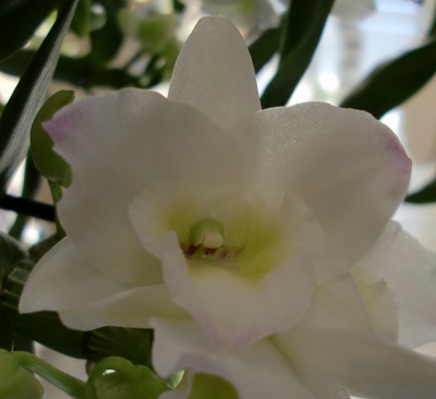 Star Class Blüte Makro.jpg