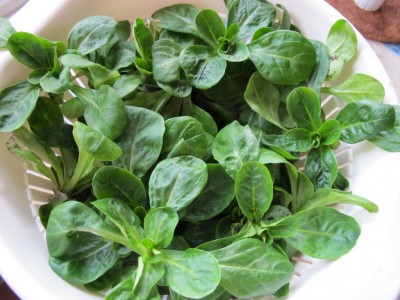 Feldsalat.JPG