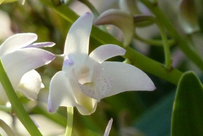 Dendrobium Berry Oda White.jpg