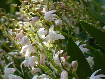 Dendrobium Berry Oda White Big.jpg