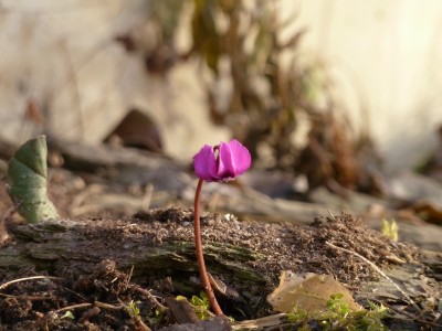 Cyclamen coum.jpg