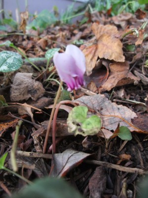 DSCF4874.JPG