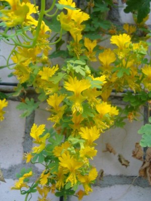 DSC03112.jpg
