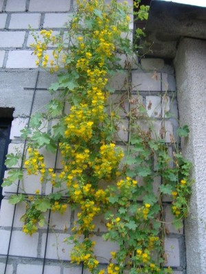DSC03111.jpg