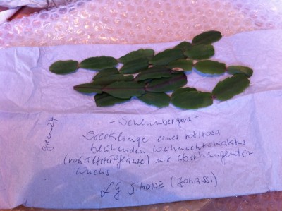 Schlumbergera.jpg