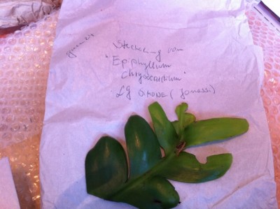 Epiphyllum.jpg