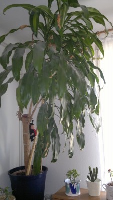Palme front.jpg
