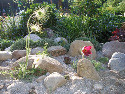 pulsatilla.JPG
