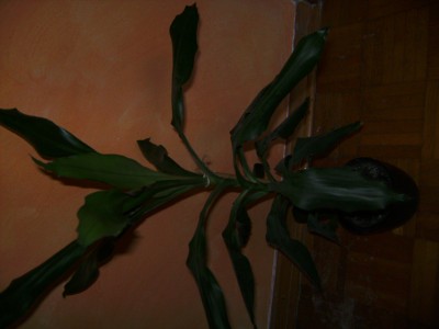 PICT0220.JPG