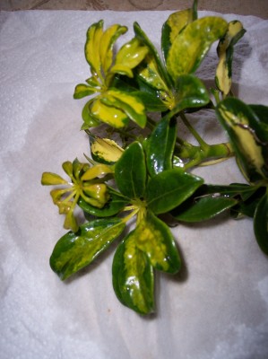 plant 2.11 008klein.jpg