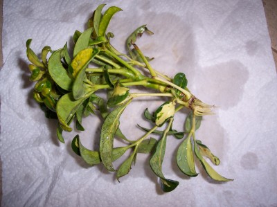 plant 2.11 005klein.jpg